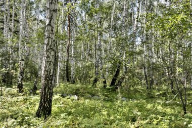 Güneşli havalarda yaz aylarında huş ormanı, Güney Urals