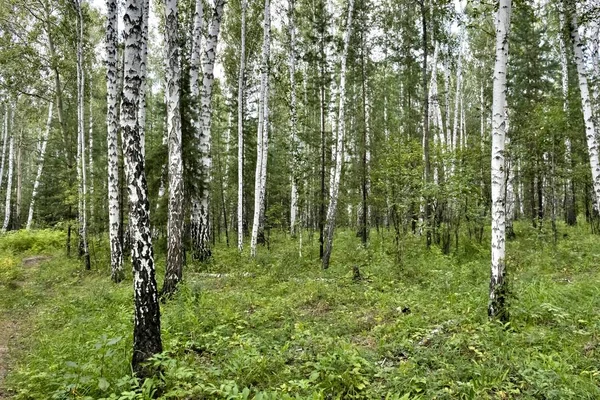 Forêt Bouleaux Été Par Temps Ensoleillé Sud Oural — Photo