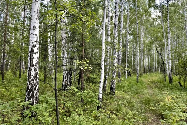 Forêt Bouleaux Été Par Temps Ensoleillé Sud Oural — Photo