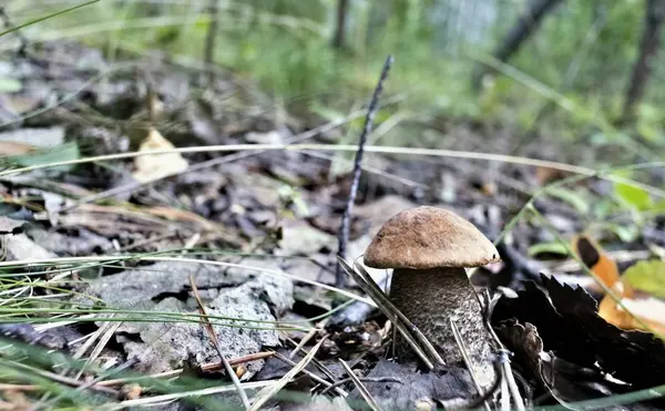 Junger Pilz Mit Dem Lateinischen Namen Steinpilz Edulis Wuchs Wald — Stockfoto