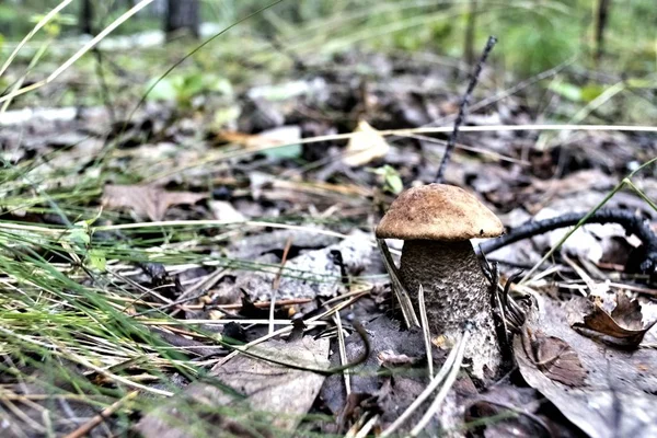 Latin Nevű Fiatal Gomba Boletus Edulis Erdőben Nőtt Régi Levelek — Stock Fotó