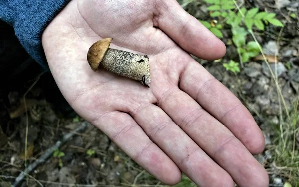 Den Unga Champinjonen Med Det Latinska Namnet Boletus Edulis Ligger — Stockfoto