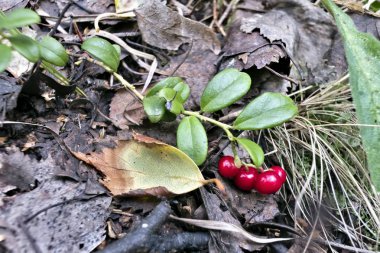 ormanda büyüyen çalılar yabanmersini