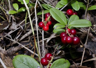 ormanda büyüyen çalılar yabanmersini