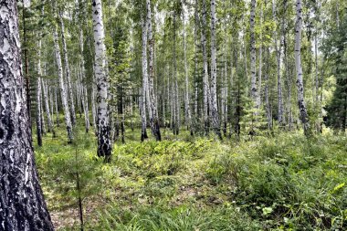 Güneşli havalarda yaz aylarında huş ormanı