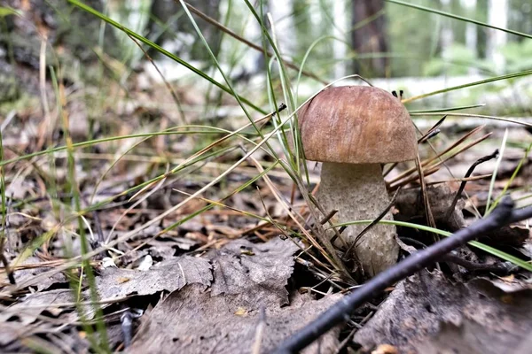 Cogumelo jovem comestível com o nome latino Boletus edulis cresceu na floresta — Fotografia de Stock