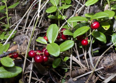 Ormanın içinde büyüyen olgun Fuska çalı