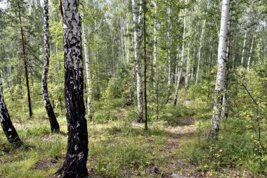 Güneşli havalarda yaz aylarında huş ormanı, Güney Urals