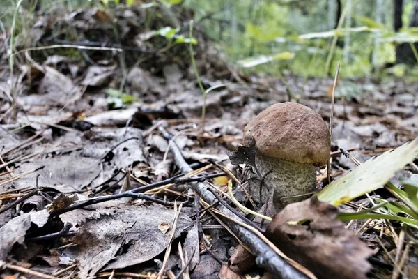 Latin Nevű Fiatal Gomba Boletus Edulis Erdőben Nőtt Régi Levelek — Stock Fotó