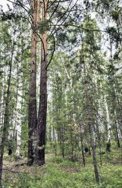 ormanda iki erimiş çam, doğal arka planda