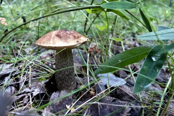 Seta Joven Con Nombre Latino Boletus Edulis Creció Bosque Sobre — Foto de Stock