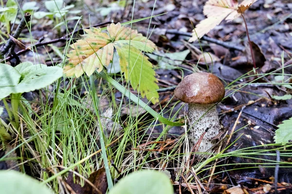 Latin Nevű Fiatal Gomba Boletus Edulis Erdőben Nőtt Régi Levelek — Stock Fotó