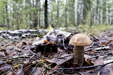 Latin adı boletus edulis ile genç mantar eski yaprakları ormanda büyüdü