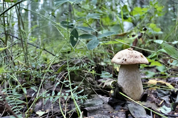 Young Mushroom Latin Name Boletus Edulis Grew Forest Old Leaves — Stock Photo, Image