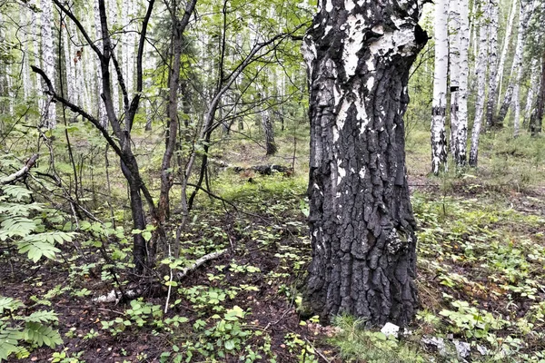 Stary Gruby Brzoza Lesie Letnim — Zdjęcie stockowe