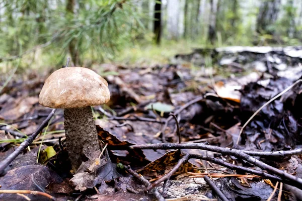 Latin Nevű Fiatal Gomba Boletus Edulis Erdőben Nőtt Régi Levelek — Stock Fotó