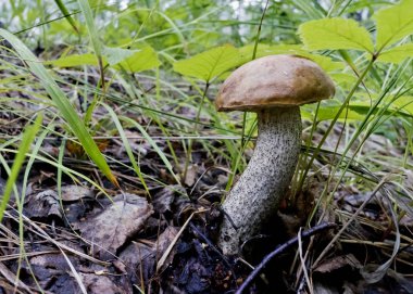 Latin adı boletus edulis ile genç mantar eski yaprakları ormanda büyüdü