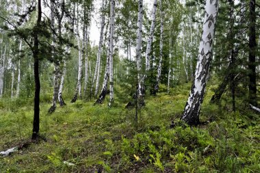 Kuru havalarda yaz aylarında karışık çam ve huş ormanı