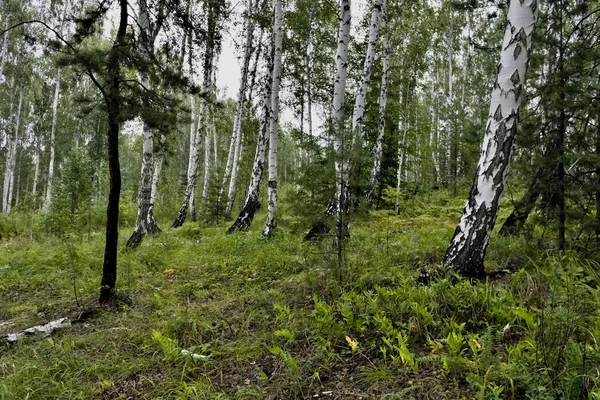 Kiefern Und Birkenmischwald Sommer Bei Trockenem Wetter — Stockfoto