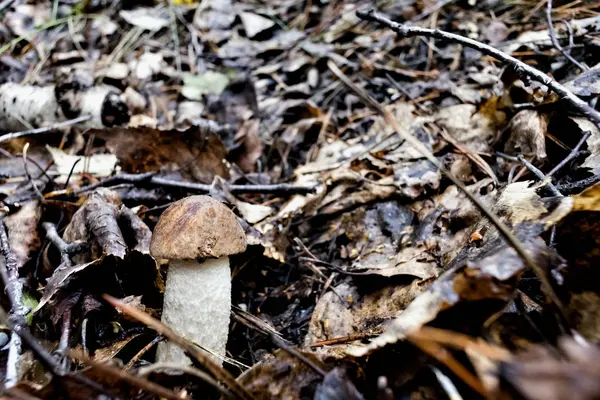 Cogumelo Jovem Com Nome Latino Boletus Edulis Cresceu Floresta Folhas — Fotografia de Stock