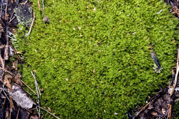 Textura Musgo Verde Floresta Crescendo Perto Das Raízes Das Árvores — Fotografia de Stock