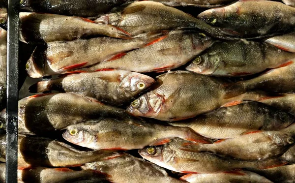Kecoa Ikan Tawar Dan Bertengger Dipersiapkan Untuk Merokok Rumah Asap — Stok Foto
