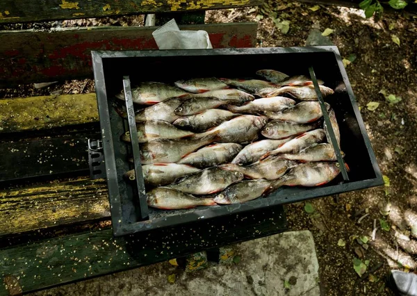 Freshwater Fish Roach Perch Laid Smokehouse Smoking Open Air — Stock Photo, Image