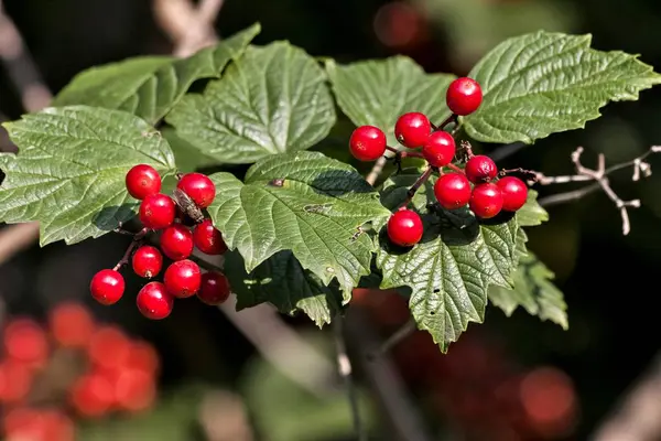 Спелый Красный Вибурнум Буше Зелеными Листьями — стоковое фото