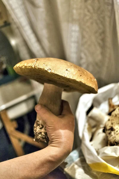 Stor Ätbar Svamp Med Latinskt Namn Boletus Edulis Mänsklig Hand — Stockfoto