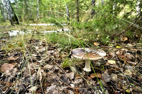 Seta Marrón Con Nombre Latino Amanita Muscaria Creció Bosque Bajo — Foto de Stock