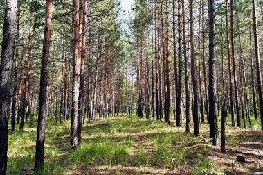 Yaz aylarında güneş tarafından aydınlatılmış genç çam ormanı