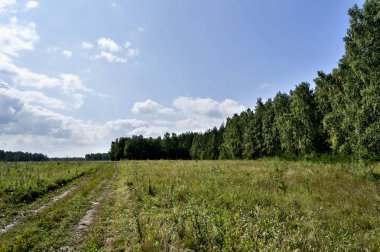 Ormanın kenarında açık alan görünümü, mavi gökyüzünde beyaz bulutlar, Güney Urals