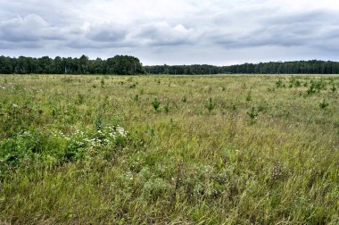 Orman, gri bulutlar gökyüzünde, Güney Urallar kenarına açık çevrenin görünümü