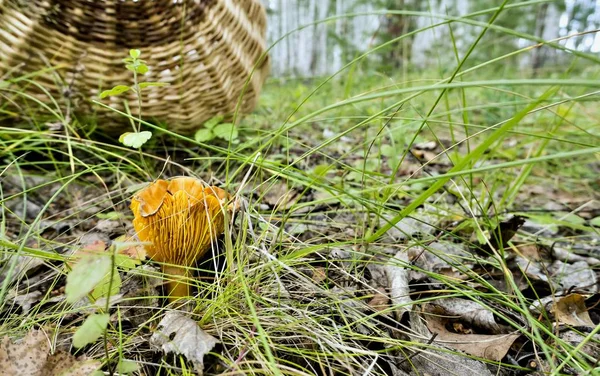 山区森林中食用菌 Chanterelles 的生长 — 图库照片