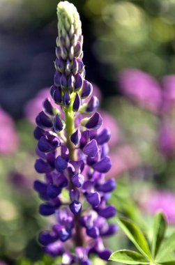 sabah güneşi, yumuşak odak parlak mor Lupin yaktı
