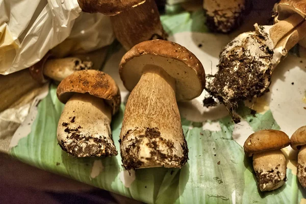 Champinjoner Med Det Latinska Namnet Boletus Edulis Ligga Bordet — Stockfoto