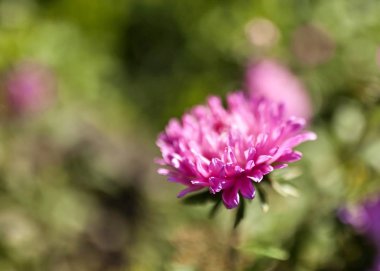 güzel mor Aster sabah güneşi tarafından yaktı