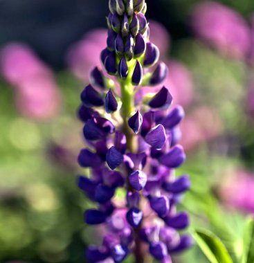 sabah güneşi, yumuşak odak parlak mor Lupin yaktı
