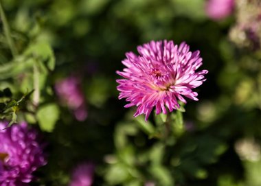 güzel mor Aster sabah güneşi tarafından yaktı, dar odak alanı, yaprakları üzerinde görünür çiy damla