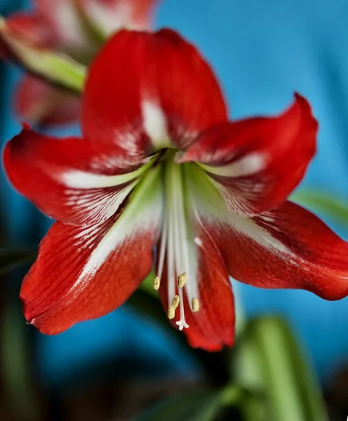 Latince Adı Hippeastrum Yumuşak Odak Ile Güzel Parlak Kırmızı Çiçek — Stok fotoğraf