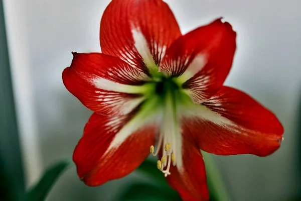 Latin Adı Hippeastrum Ile Güzel Parlak Kırmızı Çiçek Yumuşak Odak — Stok fotoğraf