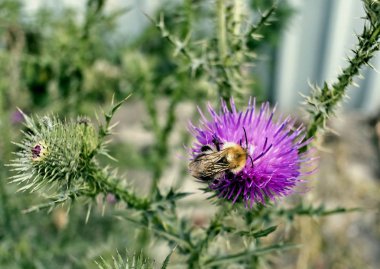 Mor Thistle çiçek, yumuşak odak üzerinde Bumblebee