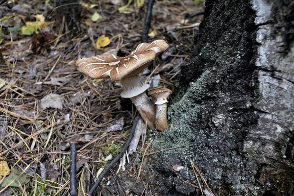 Svamp Honung Svamp Höst Skogen Makro — Stockfoto