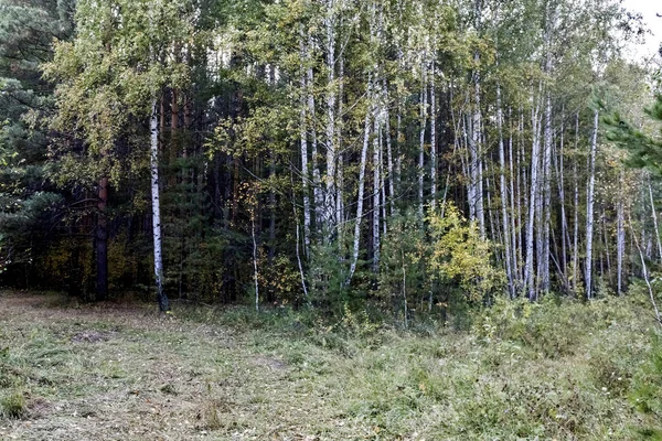 初秋的云杉和桦树林混合 — 图库照片