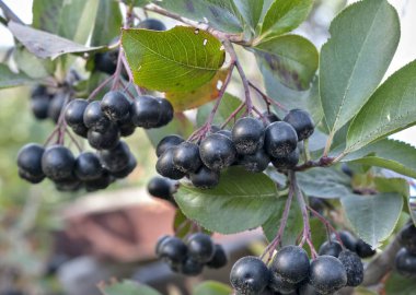 Olgun siyah dağ kül Bush, değerli bir halk çare