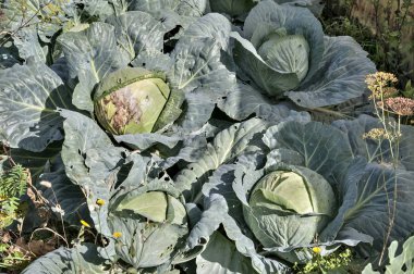 white cabbage grows in the garden, lit by the morning sun clipart