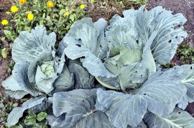 Beyaz lahana yetişir bahçede, sabah güneşin yaktı