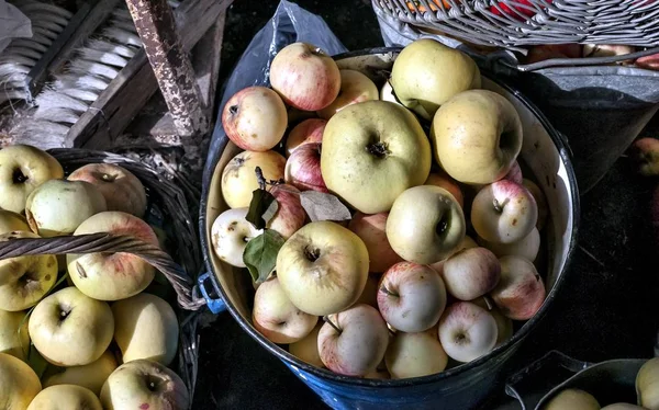 collected ripe apples illuminated by the sun, lie in a basket and in a bucket