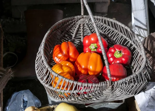 Pimientos Rojos Naranjas Cultivados Jardín Encuentra Canasta —  Fotos de Stock