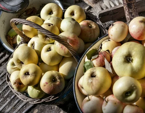 collected ripe apples illuminated by the sun, lie in a basket and in a bucket